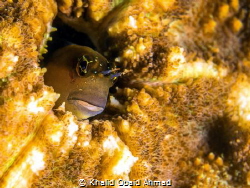 Goby 60mm macro by Khalid Obaid Ahmad 